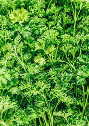 Organic Parsley Leaf