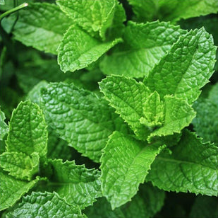Organic Peppermint Leaf